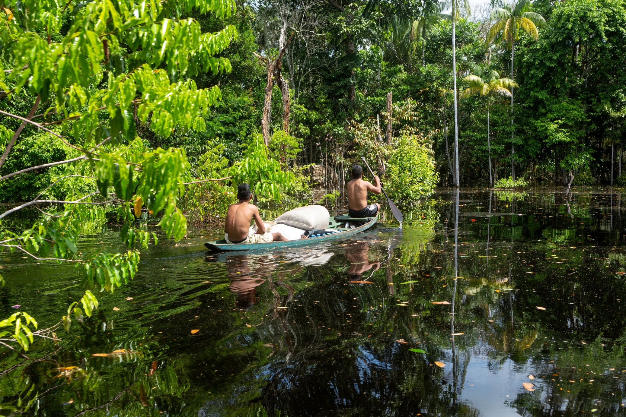 Biodiversidade Amazonica