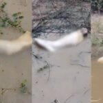 Reprodução: Divulgação