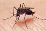 Primeira Morte por Dengue em 2026 - Hattori Tech