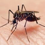 Primeira Morte por Dengue em 2026 - Hattori Tech