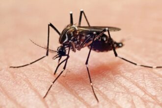 Primeira Morte por Dengue em 2026 - Hattori Tech