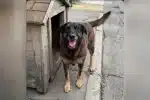 Cachorro Orelha