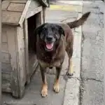 Cachorro Orelha