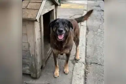 Cachorro Orelha